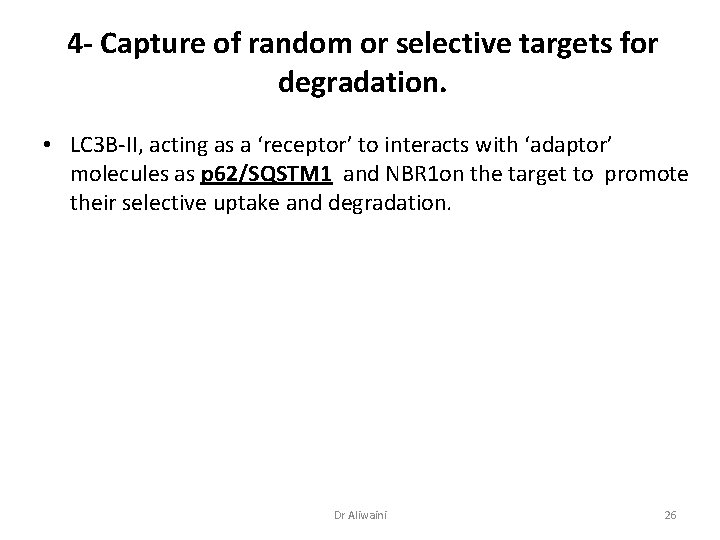 4 - Capture of random or selective targets for degradation. • LC 3 B-II,