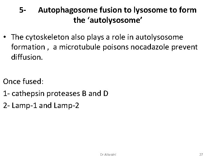 5 - Autophagosome fusion to lysosome to form the ‘autolysosome’ • The cytoskeleton also