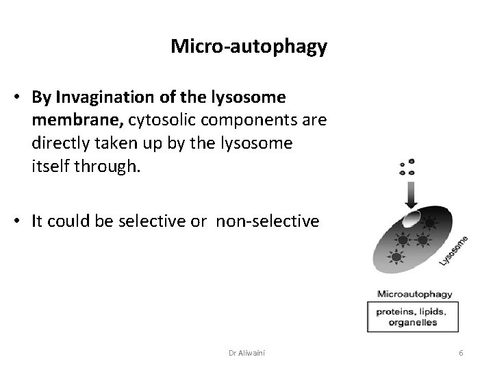 Micro-autophagy • By Invagination of the lysosome membrane, cytosolic components are directly taken up