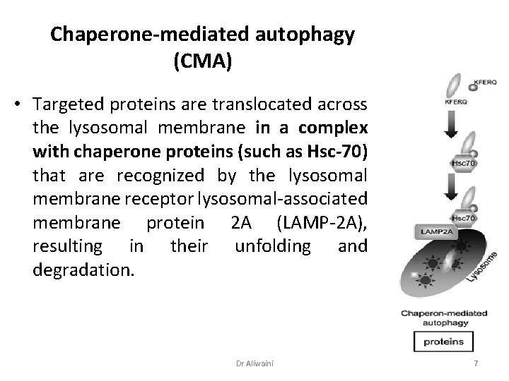 Chaperone-mediated autophagy (CMA) • Targeted proteins are translocated across the lysosomal membrane in a