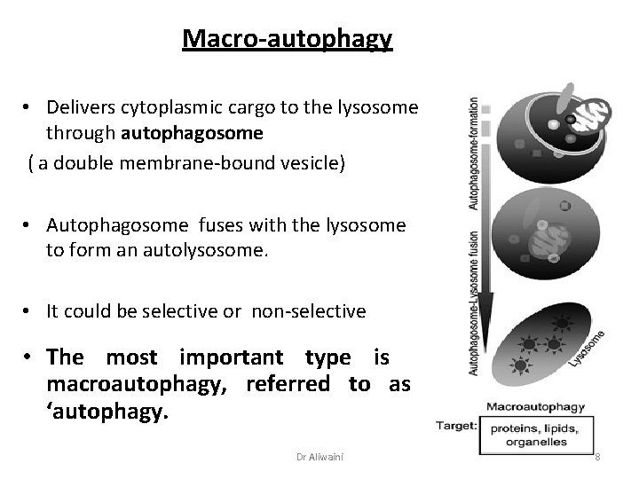 Macro-autophagy • Delivers cytoplasmic cargo to the lysosome through autophagosome ( a double membrane-bound