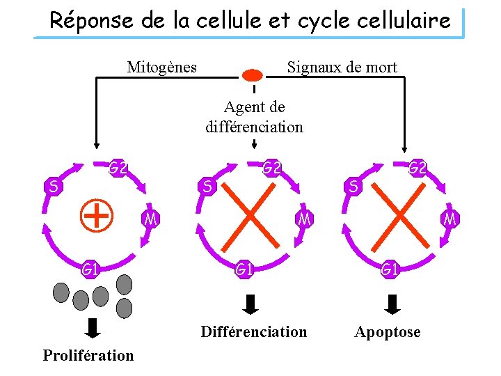 Réponse de la cellule et cycle cellulaire Mitogènes Signaux de mort Agent de différenciation