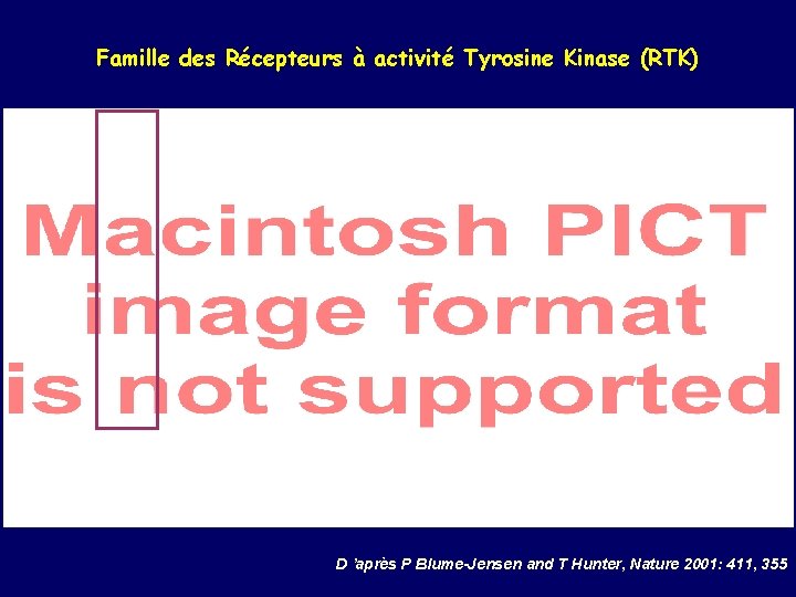 Famille des Récepteurs à activité Tyrosine Kinase (RTK) D ’après P Blume-Jensen and T
