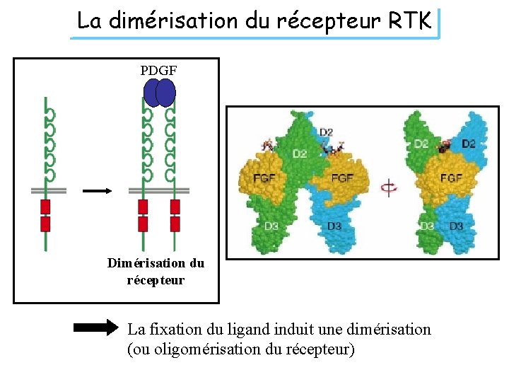 La dimérisation du récepteur RTK PDGF Dimérisation du récepteur La fixation du ligand induit