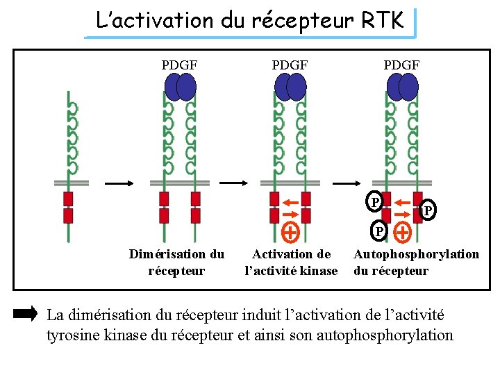 L’activation du récepteur RTK PDGF P P P Dimérisation du récepteur Activation de l’activité