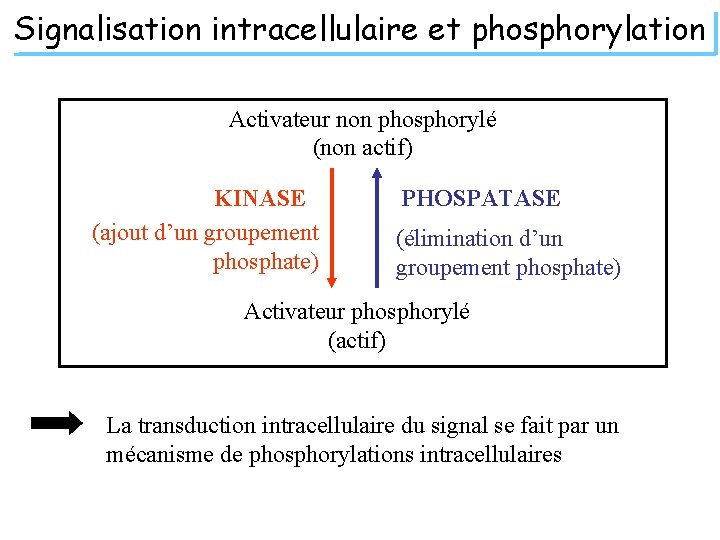 Signalisation intracellulaire et phosphorylation Activateur non phosphorylé (non actif) KINASE (ajout d’un groupement phosphate)