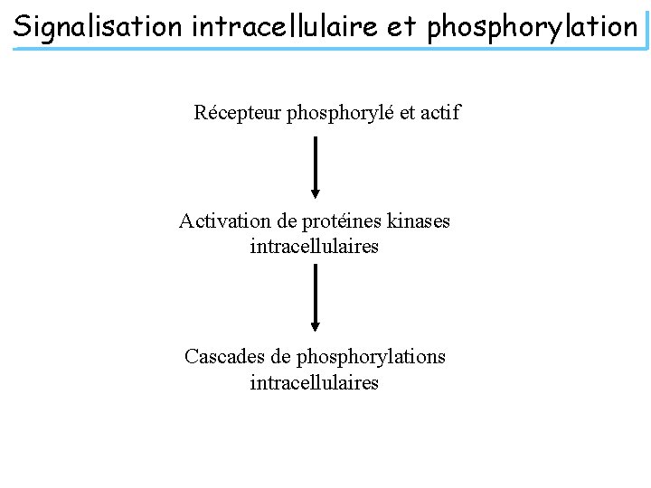 Signalisation intracellulaire et phosphorylation Récepteur phosphorylé et actif Activation de protéines kinases intracellulaires Cascades