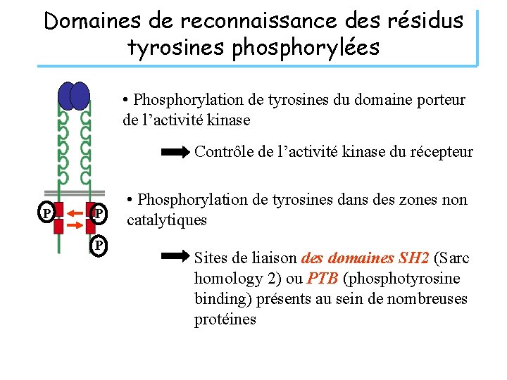 Domaines de reconnaissance des résidus tyrosines phosphorylées • Phosphorylation de tyrosines du domaine porteur