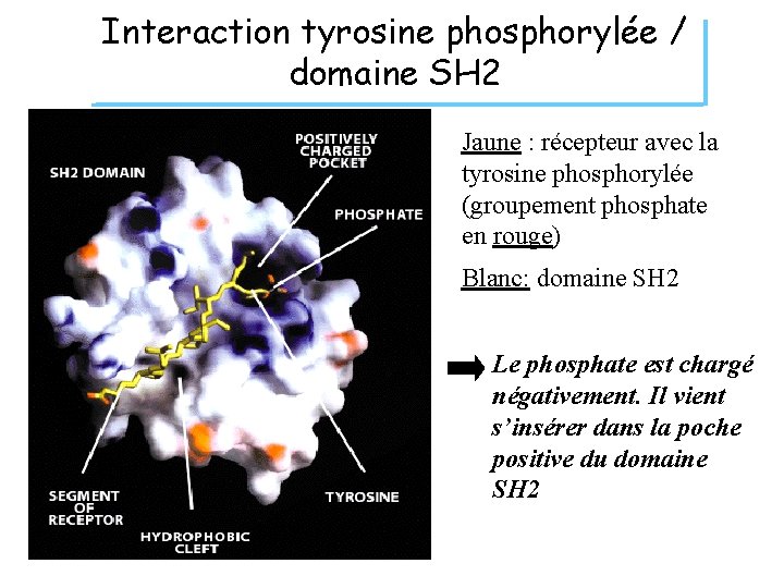 Interaction tyrosine phosphorylée / domaine SH 2 Jaune : récepteur avec la tyrosine phosphorylée