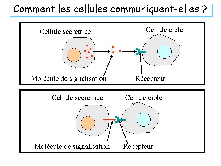 Comment les cellules communiquent-elles ? Cellule sécrétrice Molécule de signalisation Cellule cible Récepteur 