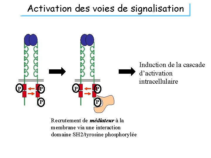 Activation des voies de signalisation Induction de la cascade d’activation intracellulaire P P P