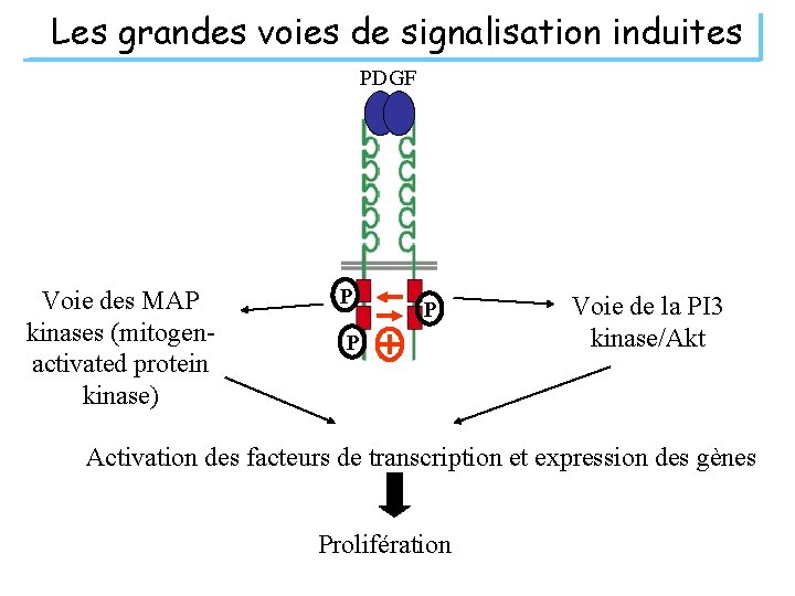 Les grandes voies de signalisation induites PDGF Voie des MAP kinases (mitogenactivated protein kinase)