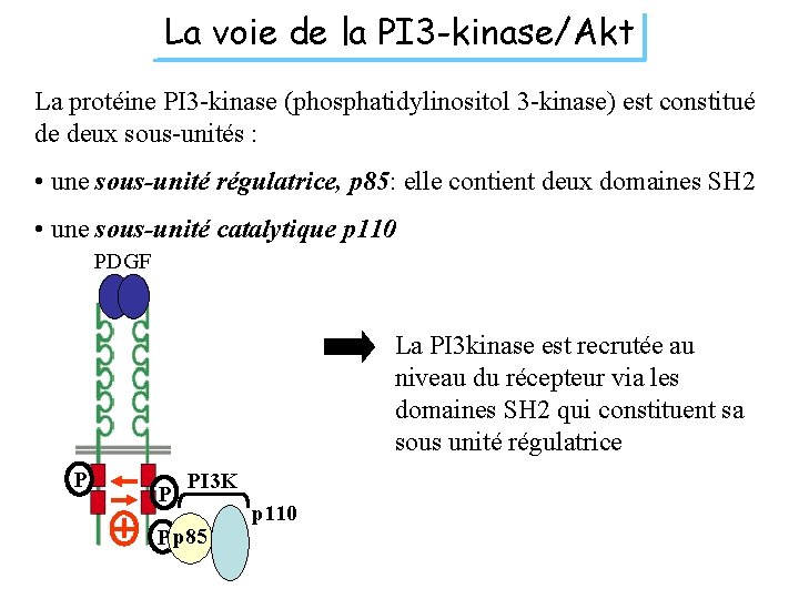 La voie de la PI 3 -kinase/Akt La protéine PI 3 -kinase (phosphatidylinositol 3