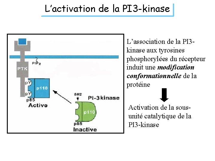 L’activation de la PI 3 -kinase L’association de la PI 3 kinase aux tyrosines