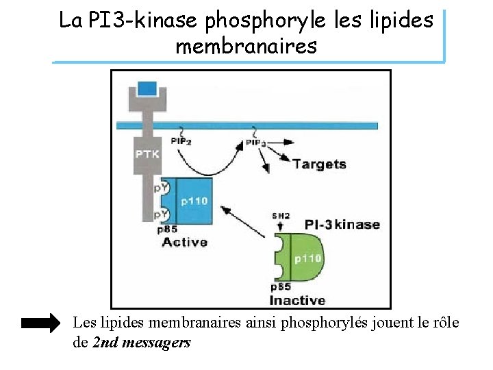 La PI 3 -kinase phosphoryle les lipides membranaires Les lipides membranaires ainsi phosphorylés jouent