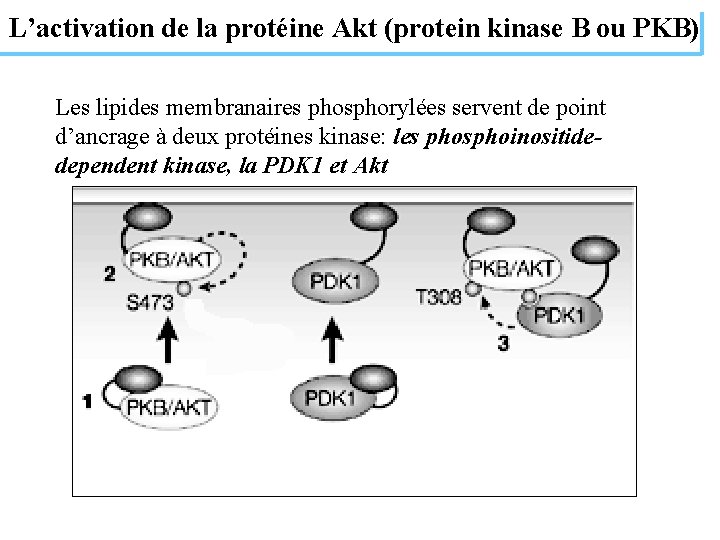L’activation de la protéine Akt (protein kinase B ou PKB) Les lipides membranaires phosphorylées