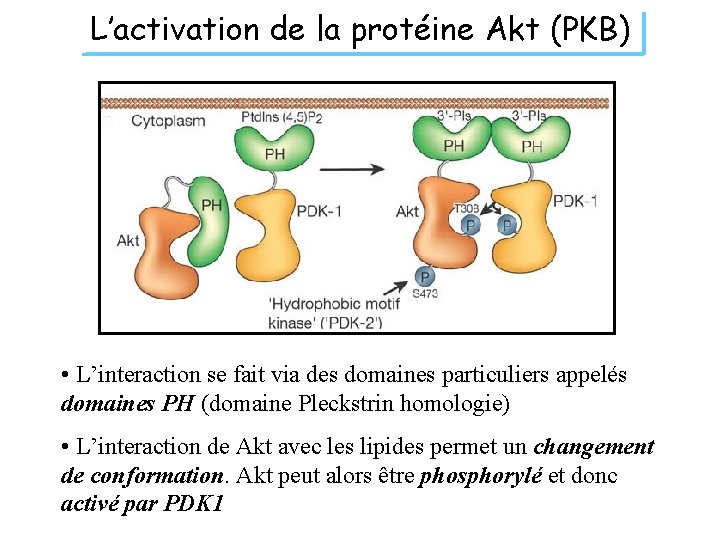 L’activation de la protéine Akt (PKB) • L’interaction se fait via des domaines particuliers