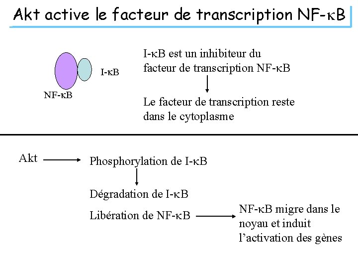 Akt active le facteur de transcription NF-k. B I-k. B NF-k. B Akt I-k.