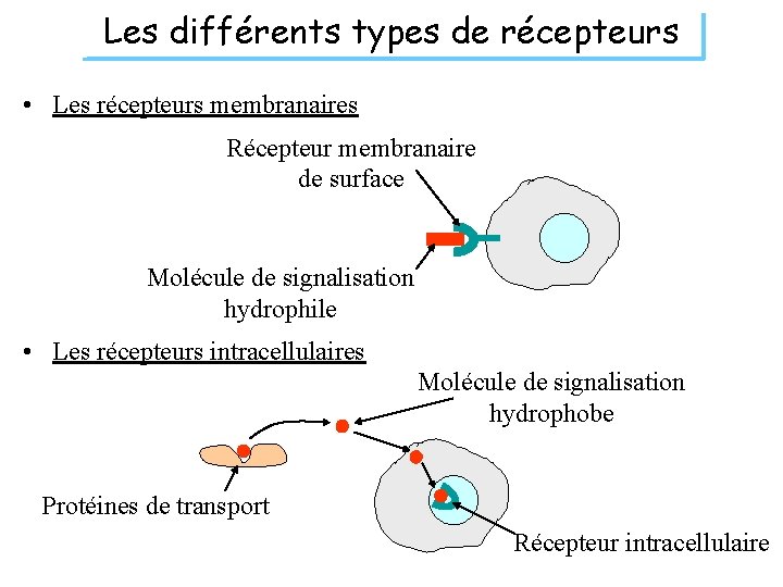 Les différents types de récepteurs • Les récepteurs membranaires Récepteur membranaire de surface Molécule