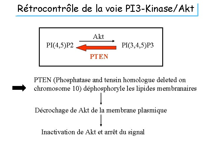 Rétrocontrôle de la voie PI 3 -Kinase/Akt PI(4, 5)P 2 PI(3, 4, 5)P 3