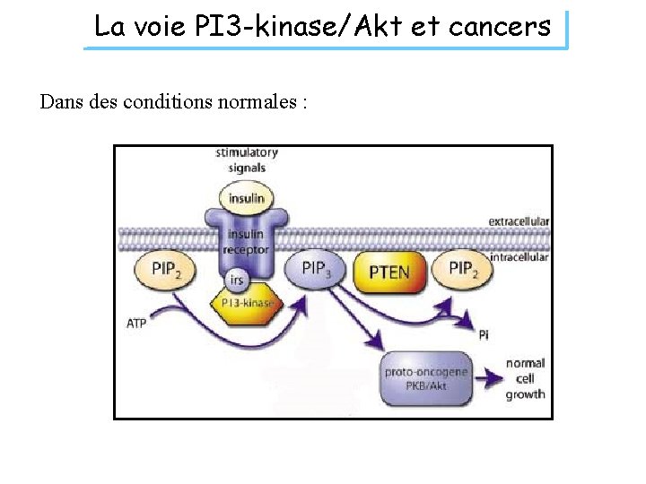 La voie PI 3 -kinase/Akt et cancers Dans des conditions normales : 