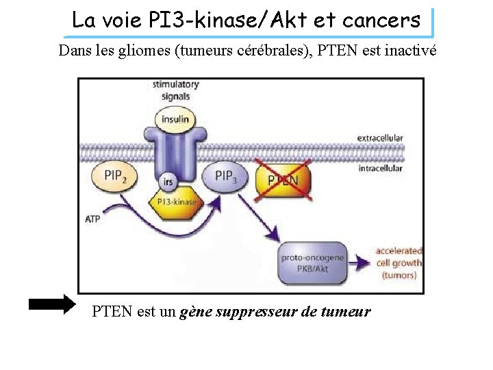 La voie PI 3 -kinase/Akt et cancers Dans les gliomes (tumeurs cérébrales), PTEN est