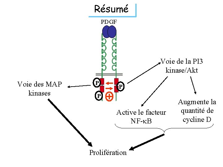 Résumé PDGF Voie de la PI 3 kinase/Akt Voie des MAP kinases P P