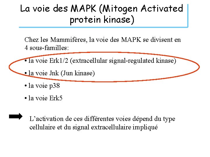 La voie des MAPK (Mitogen Activated protein kinase) Chez les Mammifères, la voie des