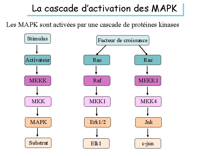 La cascade d’activation des MAPK Les MAPK sont activées par une cascade de protéines