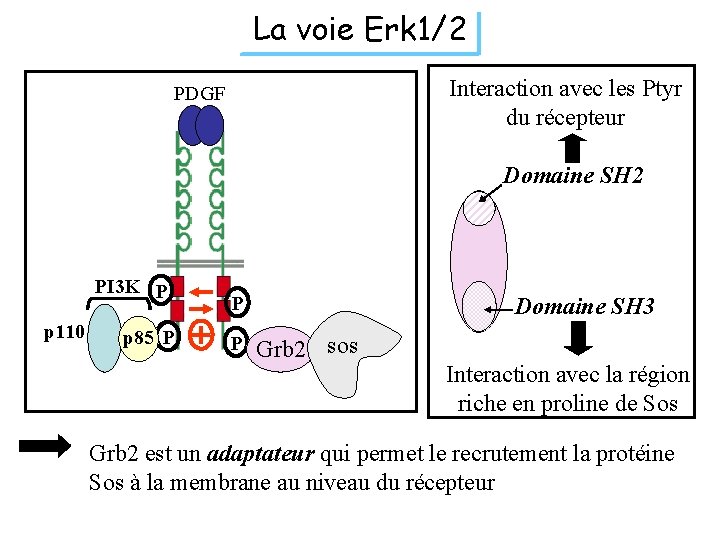 La voie Erk 1/2 Interaction avec les Ptyr du récepteur PDGF Domaine SH 2