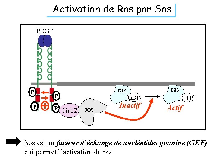 Activation de Ras par Sos PDGF P P ras GDP Grb 2 sos Inactif