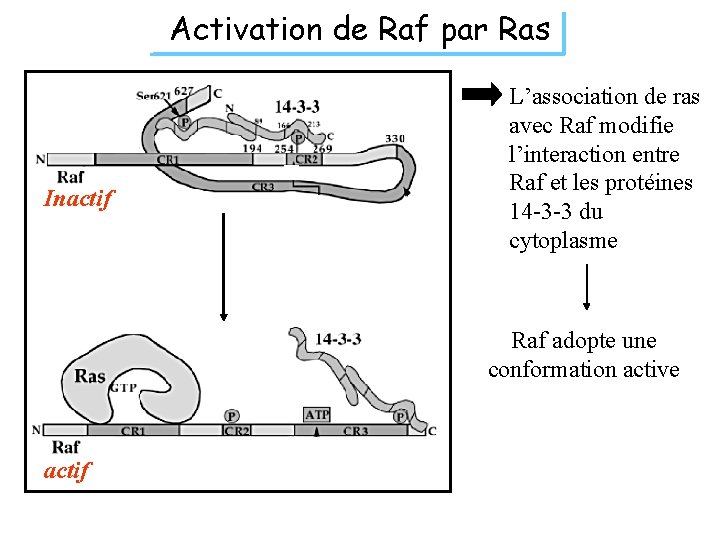 Activation de Raf par Ras Inactif L’association de ras avec Raf modifie l’interaction entre