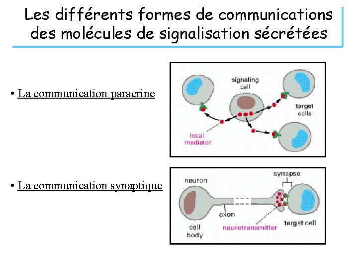 Les différents formes de communications des molécules de signalisation sécrétées • La communication paracrine