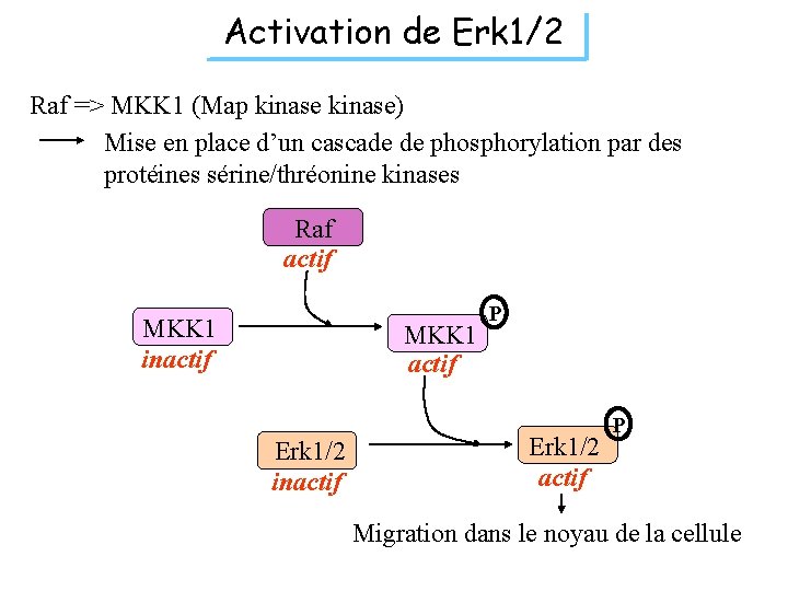 Activation de Erk 1/2 Raf => MKK 1 (Map kinase) Mise en place d’un