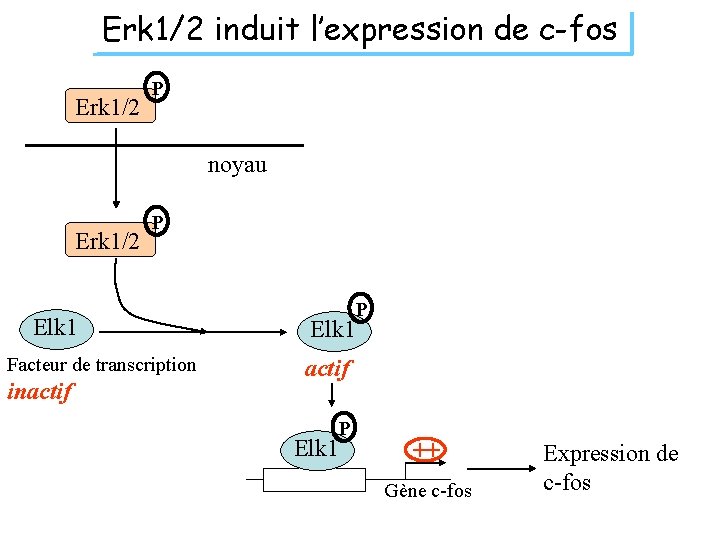 Erk 1/2 induit l’expression de c-fos Erk 1/2 P noyau Erk 1/2 P Elk