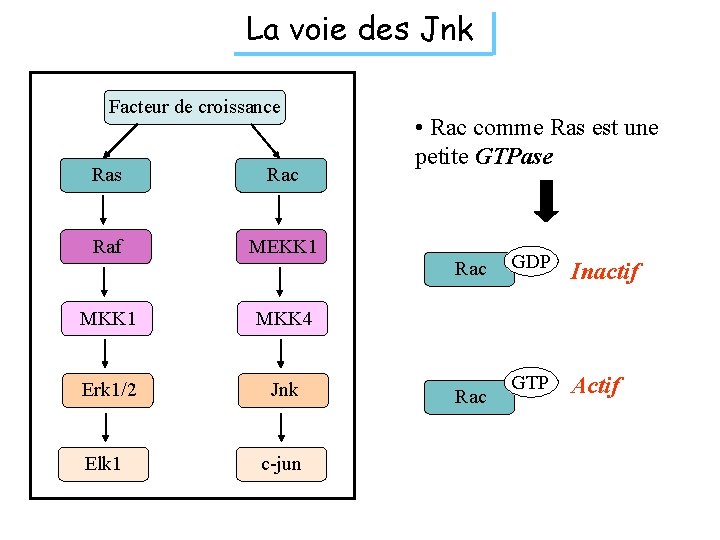 La voie des Jnk Facteur de croissance Ras Rac Raf MEKK 1 • Rac