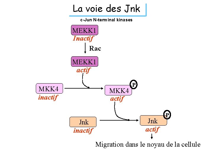 La voie des Jnk c-Jun N-terminal kinases MEKK 1 Inactif Rac MEKK 1 actif