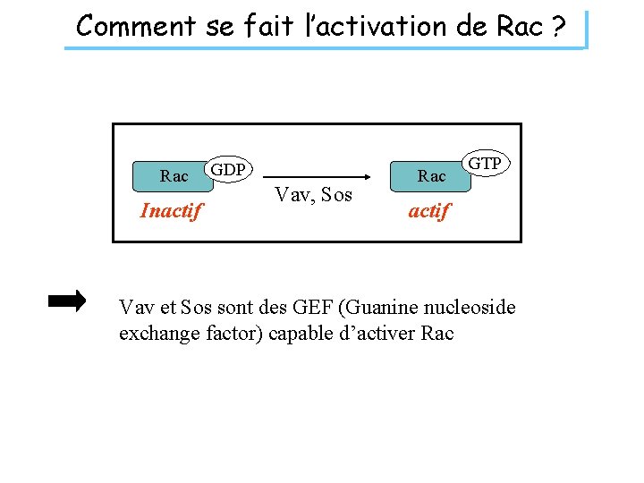 Comment se fait l’activation de Rac ? Rac Inactif GDP Vav, Sos Rac GTP