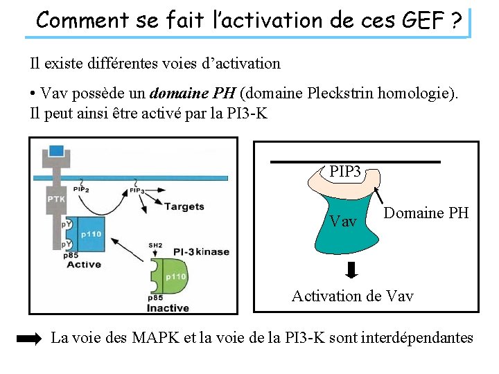 Comment se fait l’activation de ces GEF ? Il existe différentes voies d’activation •