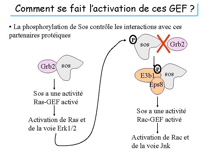 Comment se fait l’activation de ces GEF ? • La phosphorylation de Sos contrôle