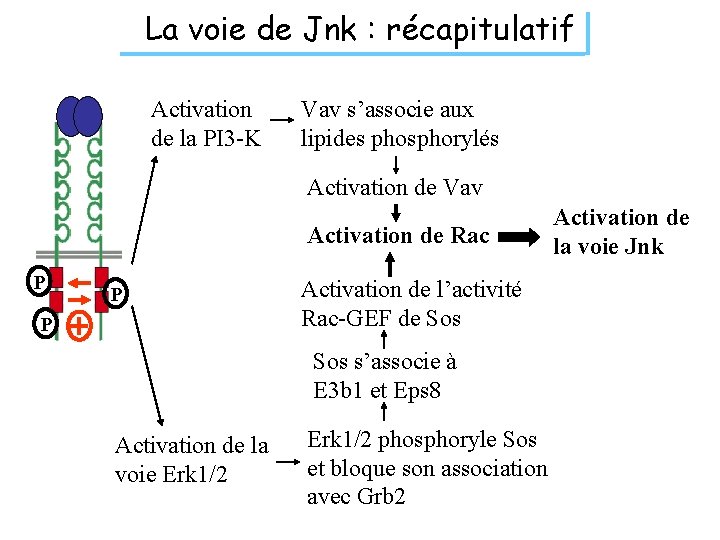 La voie de Jnk : récapitulatif Activation de la PI 3 -K Vav s’associe