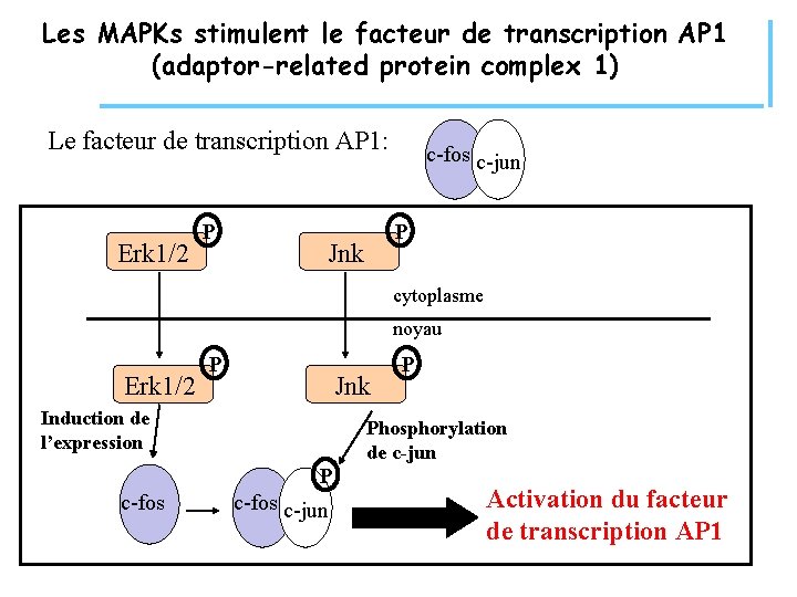 Les MAPKs stimulent le facteur de transcription AP 1 (adaptor-related protein complex 1) Le