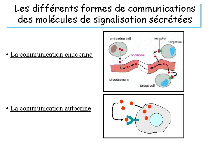 Les différents formes de communications des molécules de signalisation sécrétées • La communication endocrine