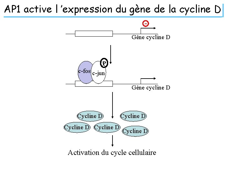 AP 1 active l ’expression du gène de la cycline D Gène cycline D
