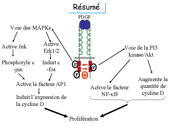 Résumé PDGF Voie des MAPKs Active Jnk Active Erk 1/2 Phosphoryle c -jun Induit