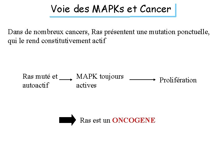 Voie des MAPKs et Cancer Dans de nombreux cancers, Ras présentent une mutation ponctuelle,