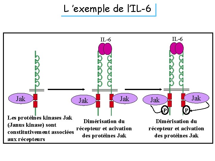 L ’exemple de l’IL-6 Jak Jak Jak P Les protéines kinases Jak Dimérisation du