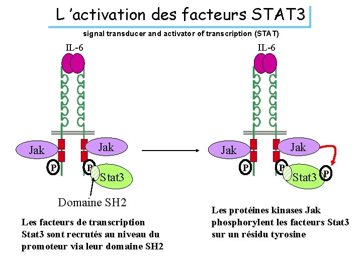 L ’activation des facteurs STAT 3 signal transducer and activator of transcription (STAT) IL-6