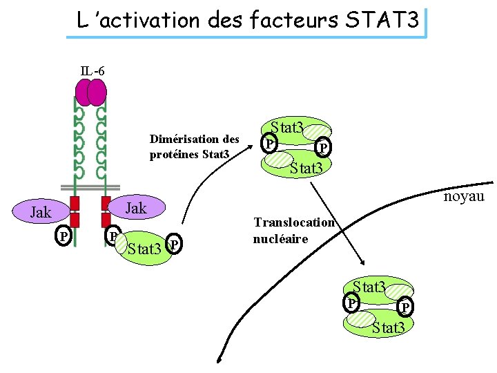 L ’activation des facteurs STAT 3 IL-6 Dimérisation des protéines Stat 3 Jak P
