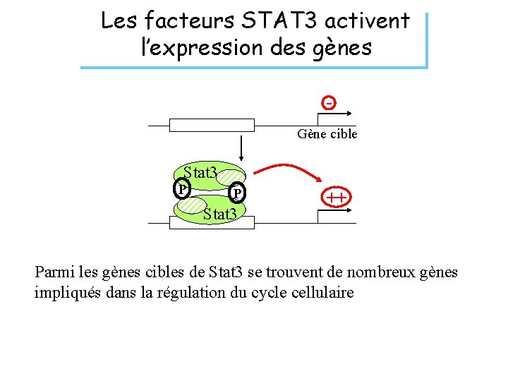 Les facteurs STAT 3 activent l’expression des gènes Gène cible Stat 3 P P